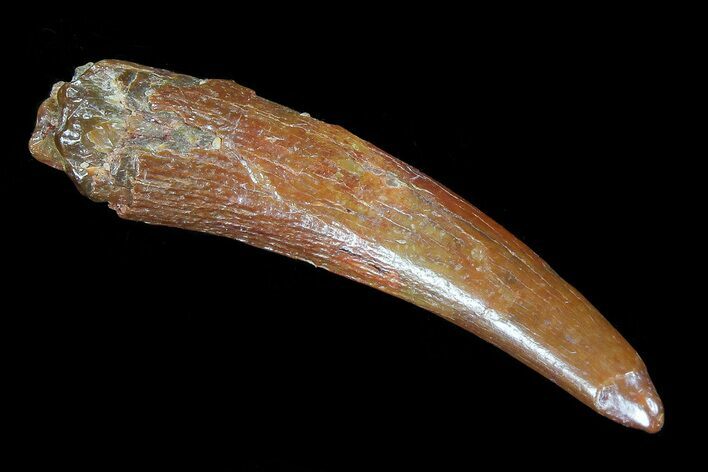 Pterosaur (Siroccopteryx) Tooth - Morocco #73266